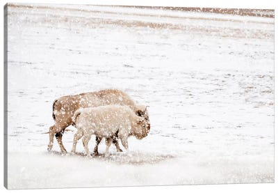White Buffalo Cow And Calf In Snow Canvas Art Print - Teri James