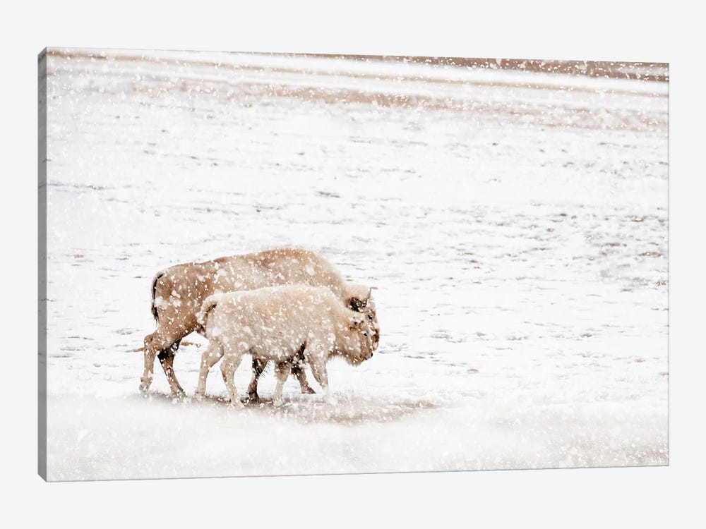 White Buffalo Cow And Calf In Snow by Teri James 1-piece Canvas Wall Art