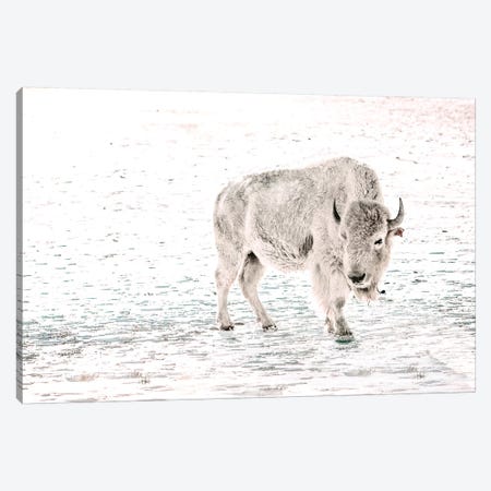 White Buffalo Solo Canvas Print #TEJ76} by Teri James Canvas Art Print