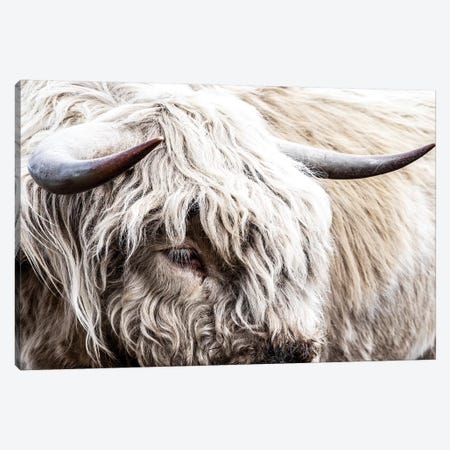 White Highland Bull Canvas Print #TEJ77} by Teri James Canvas Art Print