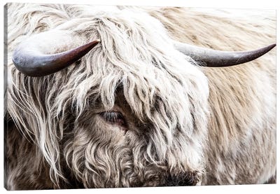 White Highland Bull Canvas Art Print - Teri James