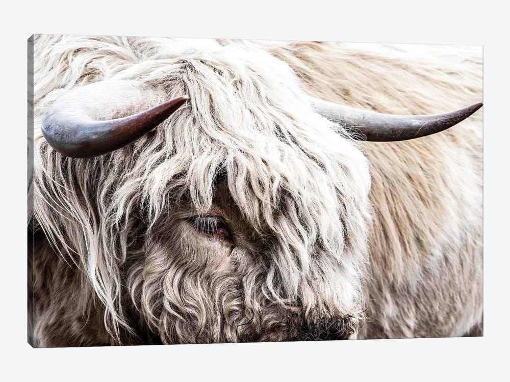 White Highland Bull by Teri James 1-piece Canvas Wall Art
