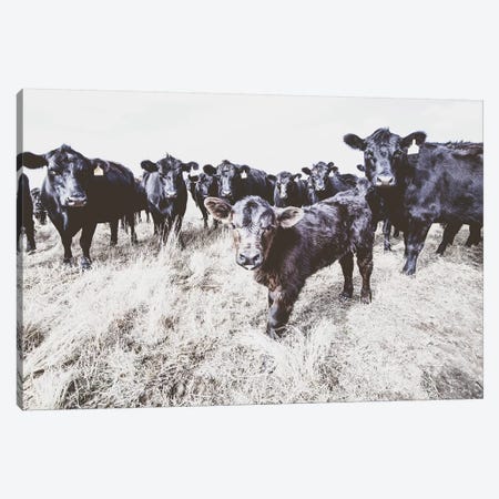 Angus Calf And His Herd Bw Canvas Print #TEJ7} by Teri James Canvas Print