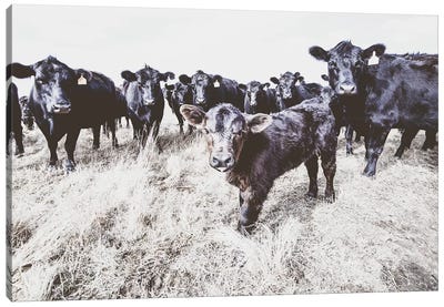 Angus Calf And His Herd Bw Canvas Art Print - Teri James
