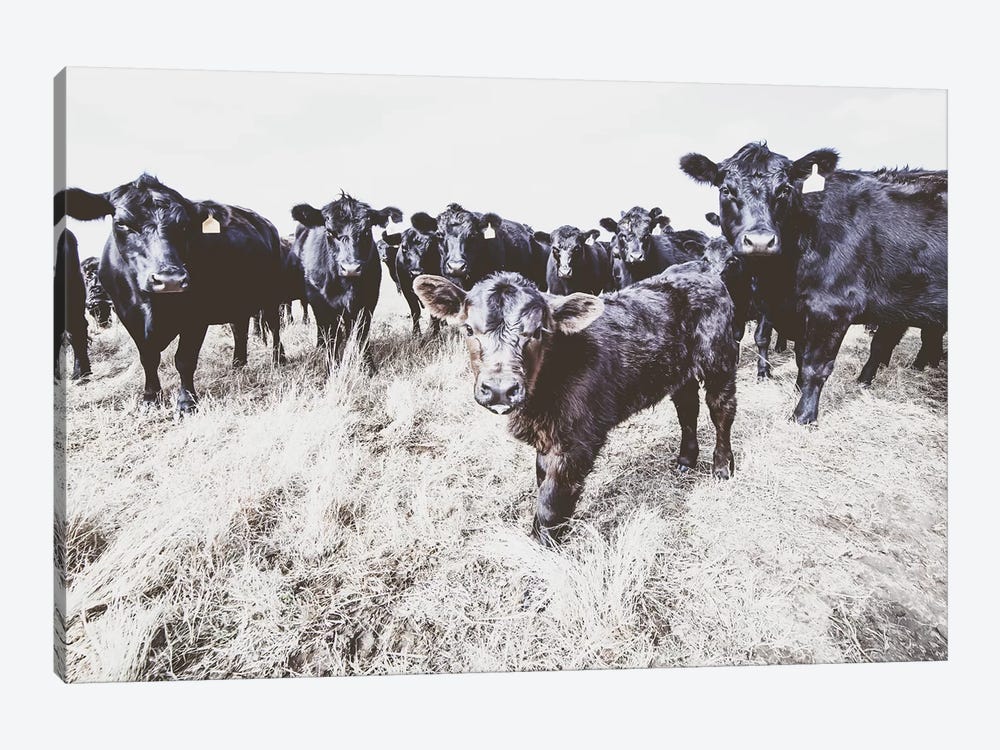 Angus Calf And His Herd Bw by Teri James 1-piece Canvas Artwork