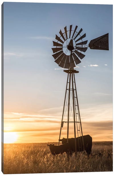 Windmill And Angus Cow Canvas Art Print - Golden Hour