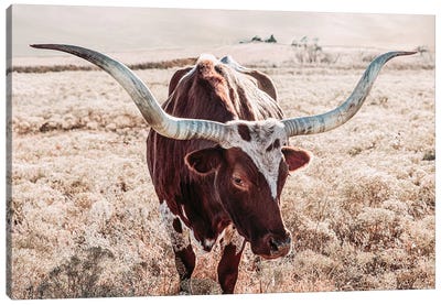 Texas Longhorn Cow Farmhouse Colors Canvas Art Print - Farm Animal Art