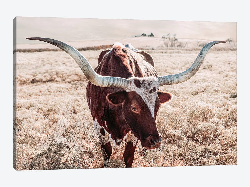 Texas Longhorn Cow Farmhouse Colors by Teri James 1-piece Canvas Print