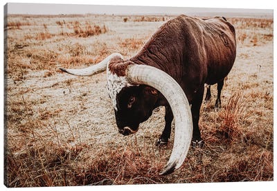Texas Longhorn Bull Horn Canvas Art Print - Longhorn Art