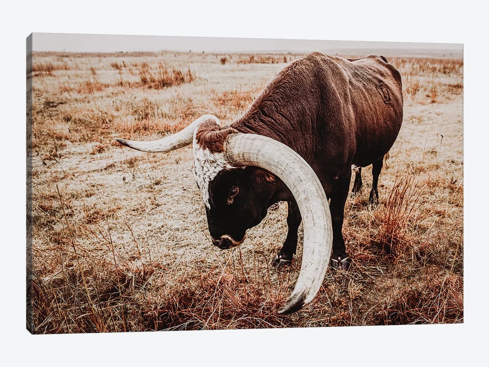 Texas Longhorn Bull Horn by Teri James 1-piece Canvas Wall Art