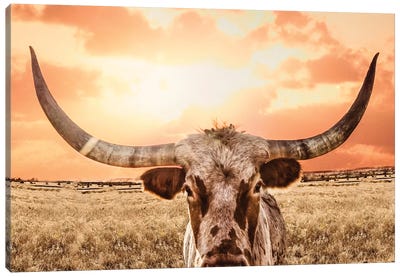 Texas Longhorn Cow & Orange Sunset Canvas Art Print - Teri James
