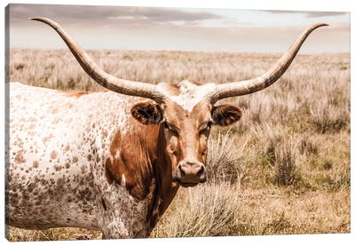 Longhorn Red Cow Canvas Art Print - Country Décor