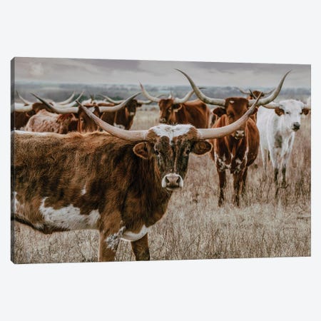 Longhorns In The Background Canvas Print #TEJ93} by Teri James Canvas Artwork