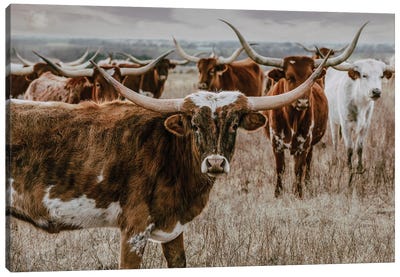 Longhorns In The Background Canvas Art Print - Cow Art