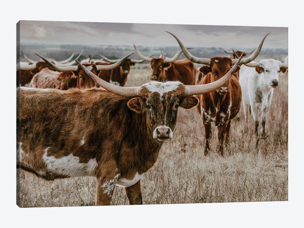 Longhorns In The Background by Teri James 1-piece Canvas Wall Art