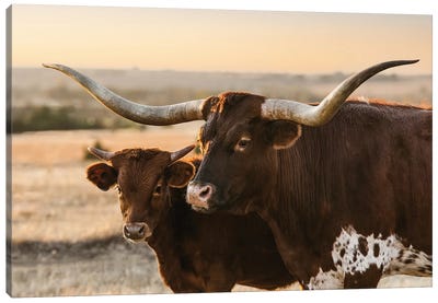 Red Longhorn And Calf Canvas Art Print - Cow Art