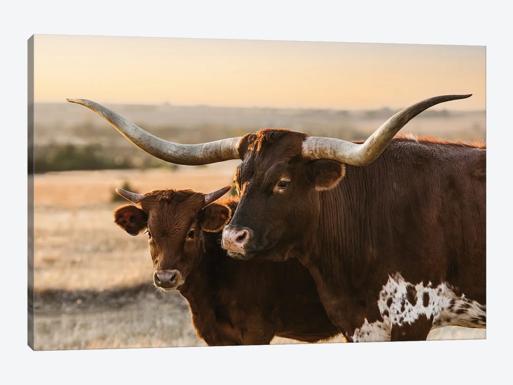 Red Longhorn And Calf by Teri James 1-piece Canvas Art Print