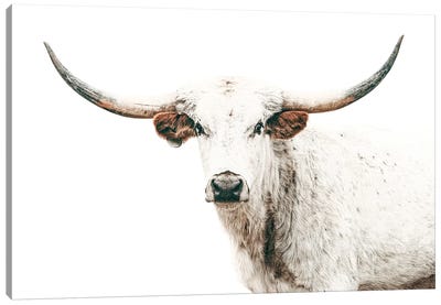 Longhorn White On White Canvas Art Print - Cow Art