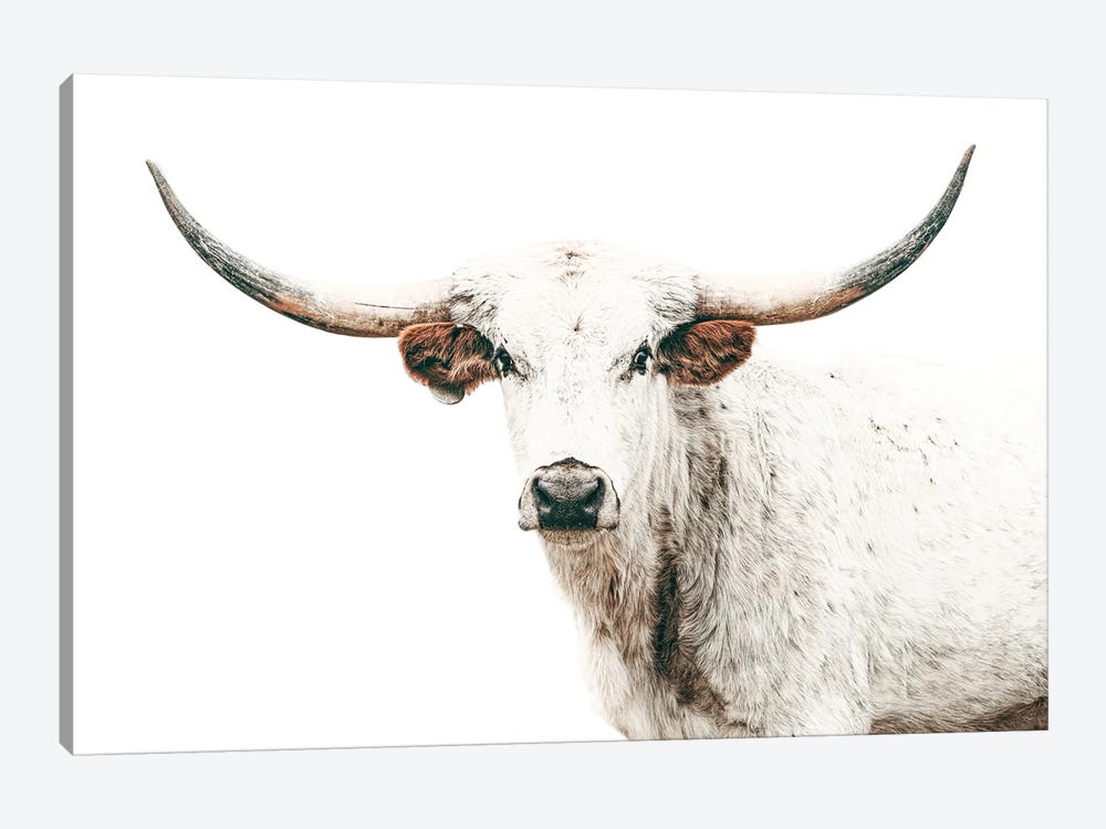 Longhorn White On White by Teri James 1-piece Canvas Art