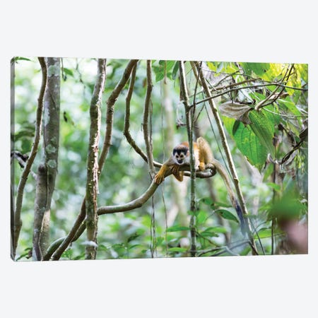 Squirrel Monkey, Costa Rica Canvas Print #TEO1003} by Matteo Colombo Canvas Print