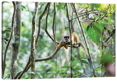 Squirrel Monkey, Costa Rica Canvas Art Print - Costa Rica Art