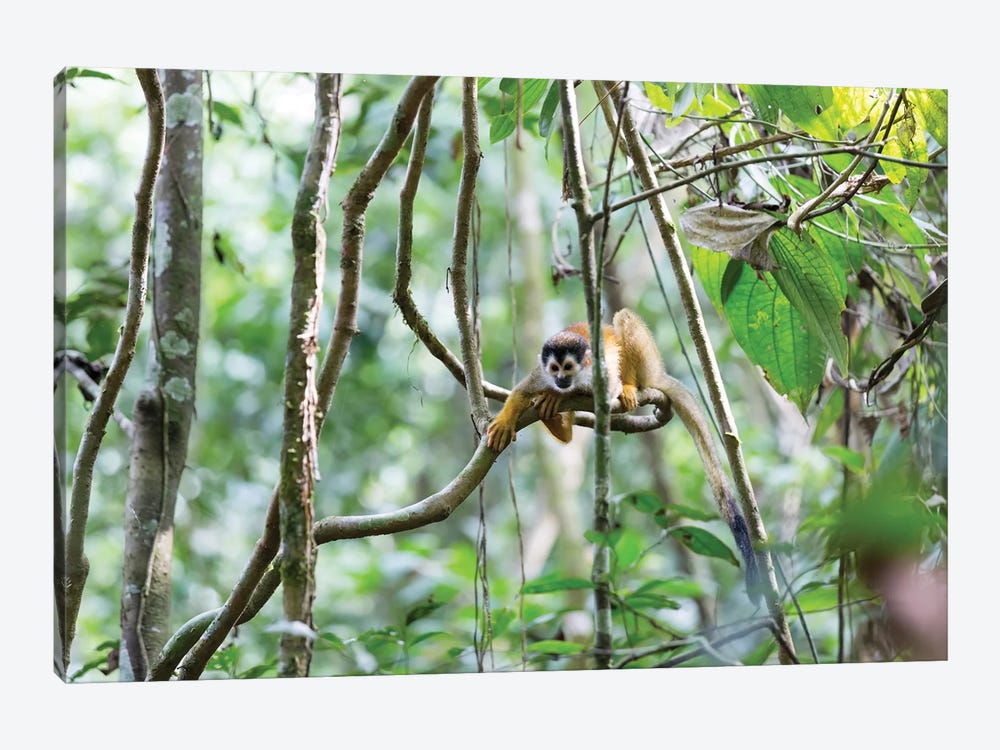 Squirrel Monkey, Costa Rica by Matteo Colombo 1-piece Canvas Wall Art