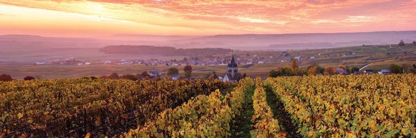 Vineyards: Sunrise On Champagne, France I by Matteo Colombo