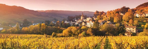 Matteo Colombo: Vineyards In Burgundy, France by Matteo Colombo