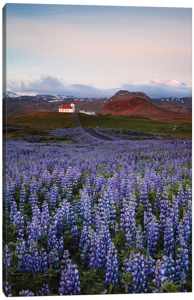 Summer In Iceland Canvas Art Print - Wildflowers