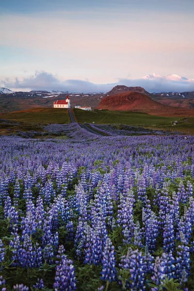 Wildflowers: Summer In Iceland by Matteo Colombo