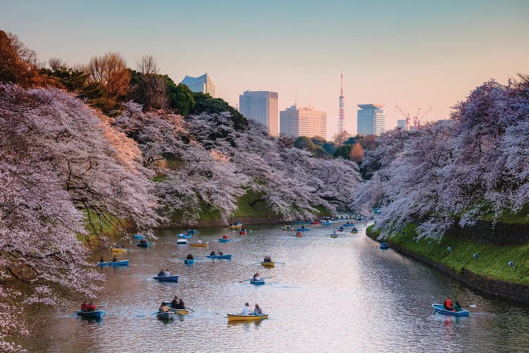 Cherry Blossoms In Tokyo I