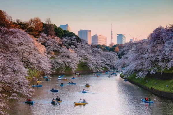 City Sunrises & Sunsets: Cherry Blossoms In Tokyo I by Matteo Colombo