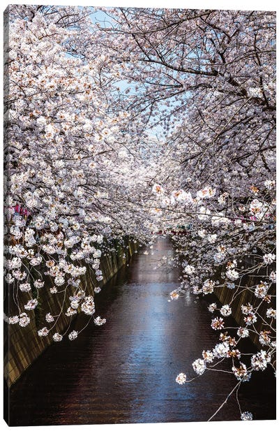 Cherry Blossoms In Tokyo III Canvas Art Print - Cherry Blossom Art