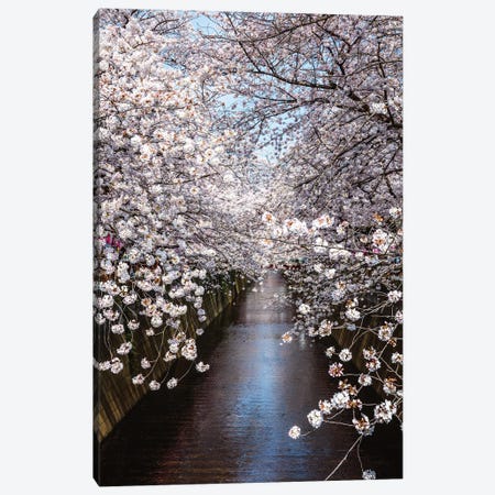 Cherry Blossoms In Tokyo III Canvas Print #TEO1102} by Matteo Colombo Canvas Art