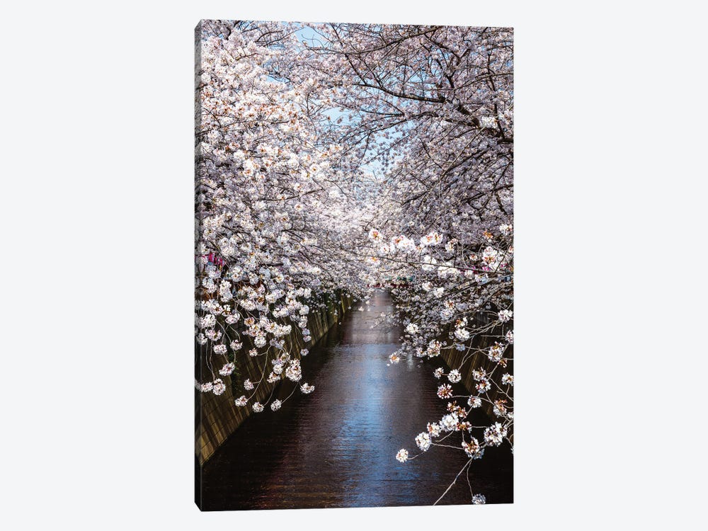 Cherry Blossoms In Tokyo III by Matteo Colombo 1-piece Canvas Art