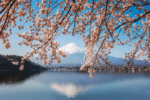 Blossoms: Mount Fuji, Japan I by Matteo Colombo