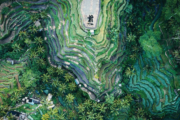 Rice Fields From Above, Bali