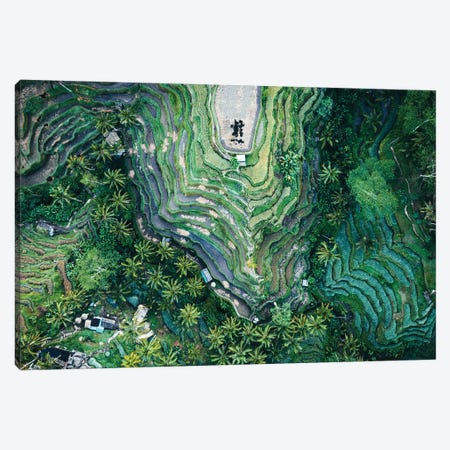 Rice Fields From Above, Bali Canvas Print #TEO1139} by Matteo Colombo Art Print