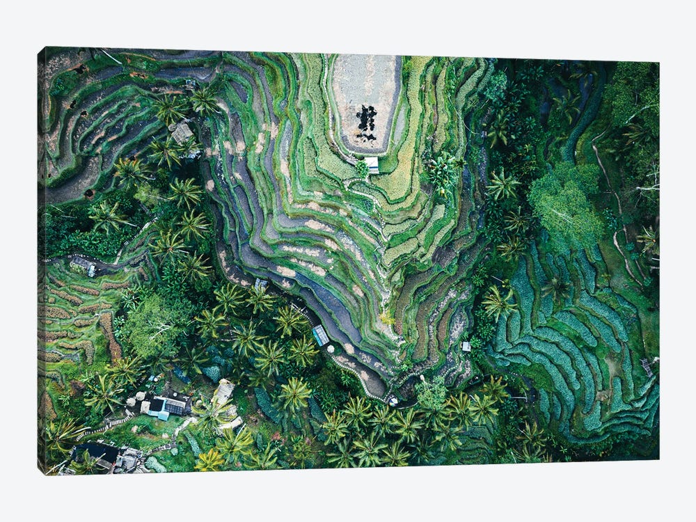 Rice Fields From Above, Bali by Matteo Colombo 1-piece Canvas Wall Art
