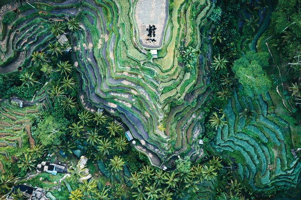 Indonesia: Rice Fields From Above, Bali by Matteo Colombo
