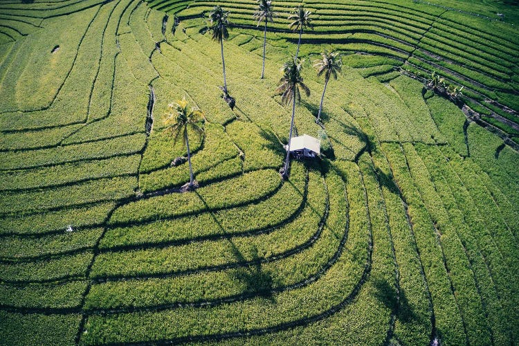 At The Rice Paddies, Philippines