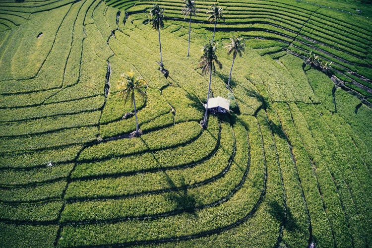 At The Rice Paddies, Philippines