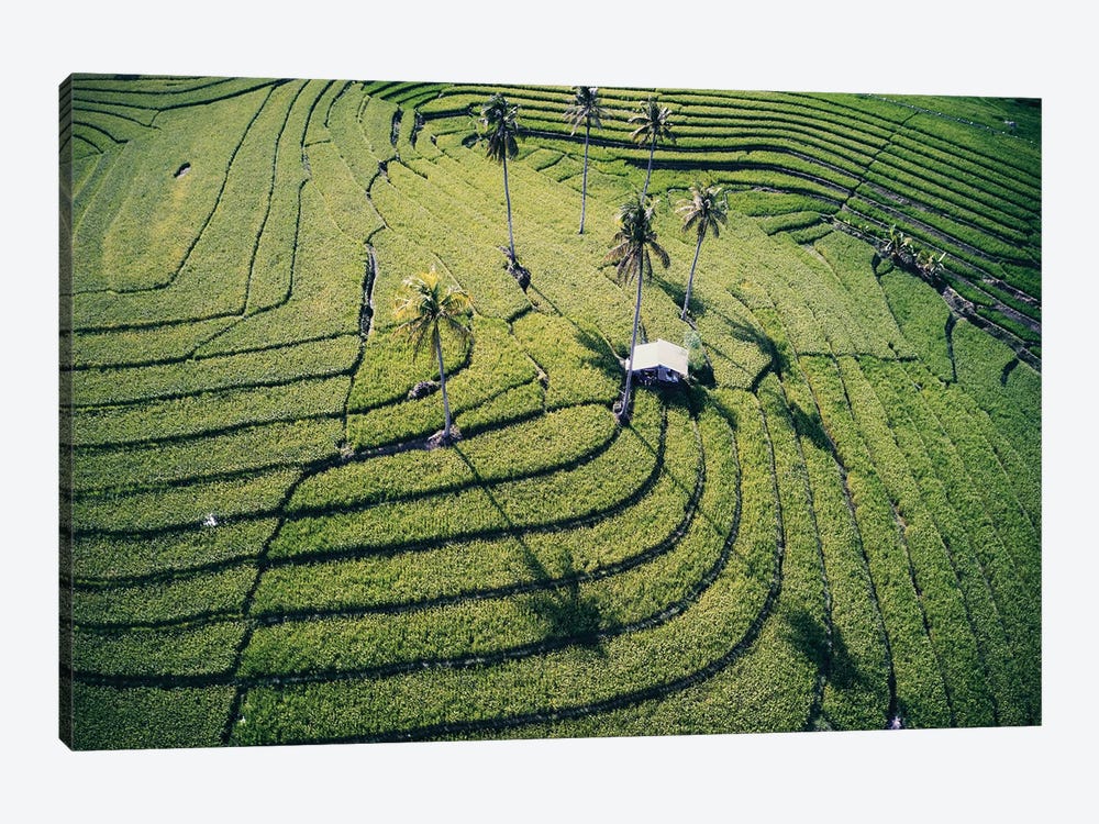 At The Rice Paddies, Philippines by Matteo Colombo 1-piece Canvas Print