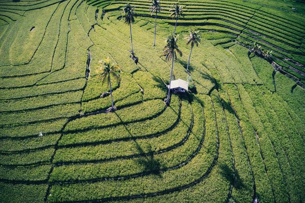 At The Rice Paddies, Philippines