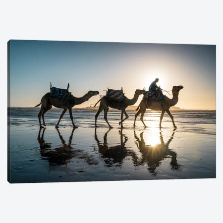 Camels At The Beach, Morocco Canvas Print #TEO1328} by Matteo Colombo Canvas Wall Art