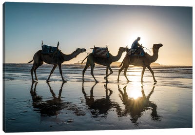 Camels At The Beach, Morocco Canvas Art Print - Camel Art