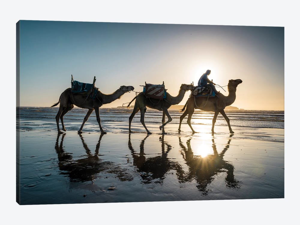 Camels At The Beach, Morocco by Matteo Colombo 1-piece Canvas Print