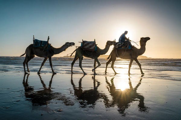 Camels: Camels At The Beach, Morocco by Matteo Colombo