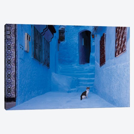 Cat In The Blue City, Morocco Canvas Print #TEO1344} by Matteo Colombo Canvas Print