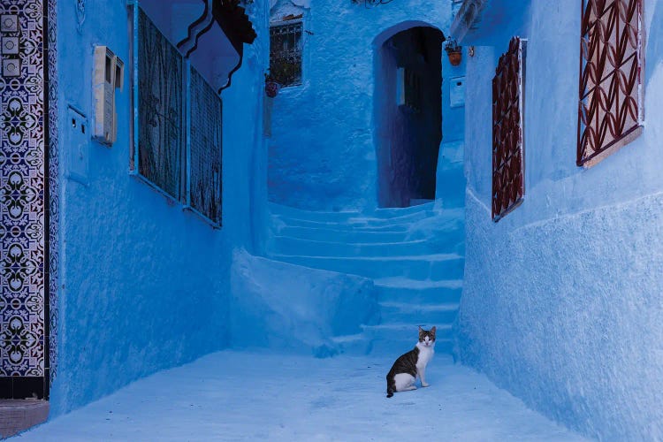 Cat In The Blue City, Morocco